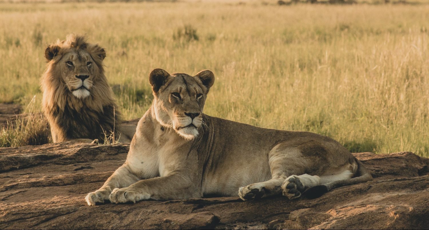 Lions mâle et femelle qui se reposent